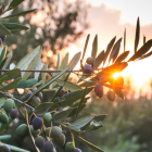 Greek olive tree in Corinth