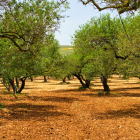 Amfissa olive grove