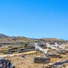 Lions of Delos